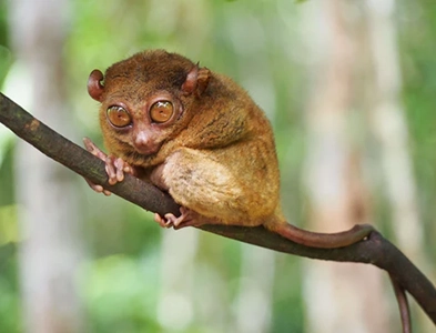 tarsier